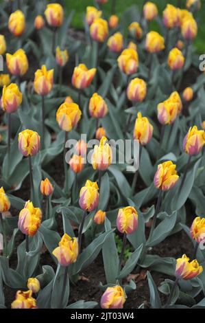 Gelb mit violettem Flammenmuster Triumph Tulpen (Tulipa) Prinses Margriet blüht im April in einem Garten Stockfoto