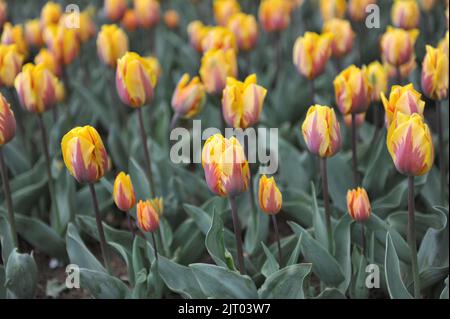 Gelb mit violettem Flammenmuster Triumph Tulpen (Tulipa) Prinses Margriet blüht im April in einem Garten Stockfoto