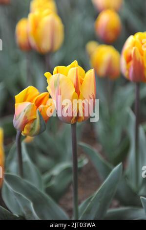 Gelb mit violettem Flammenmuster Triumph Tulpen (Tulipa) Prinses Margriet blüht im April in einem Garten Stockfoto