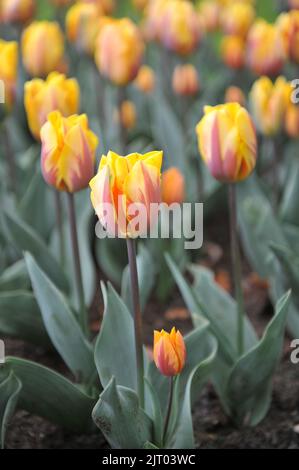 Gelb mit violettem Flammenmuster Triumph Tulpen (Tulipa) Prinses Margriet blüht im April in einem Garten Stockfoto