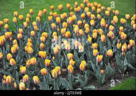 Gelb mit violettem Flammenmuster Triumph Tulpen (Tulipa) Prinses Margriet blüht im April in einem Garten Stockfoto