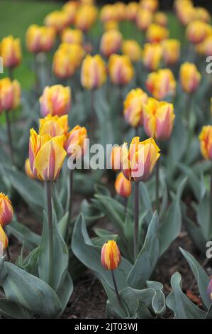 Gelb mit violettem Flammenmuster Triumph Tulpen (Tulipa) Prinses Margriet blüht im April in einem Garten Stockfoto