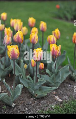 Gelb mit violettem Flammenmuster Triumph Tulpen (Tulipa) Prinses Margriet blüht im April in einem Garten Stockfoto