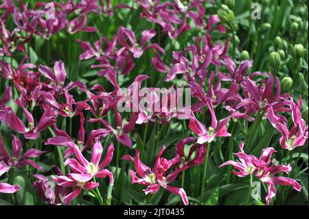 Im April blühen in einem Garten die rosa lila Tulpen (Tulipa) die lila Puppe Stockfoto