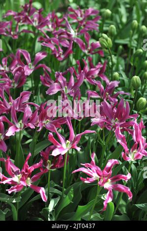 Im April blühen in einem Garten die rosa lila Tulpen (Tulipa) die lila Puppe Stockfoto