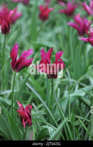 Im April blühen in einem Garten die rosa lila Tulpen (Tulipa) die lila Puppe Stockfoto