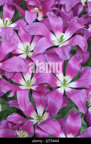 Im April blühen in einem Garten pinkfarbene und weiße Tulpen mit Lilienblüten (Tulipa) Stockfoto