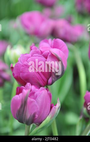 Pfingstrosen-Doppeltupie (Tulipa) Purple Pion blüht im März in einem Garten Stockfoto