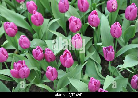 Einzelne frühe Tulpen (Tulipa) Purple Prince blühen im April in einem Garten Stockfoto