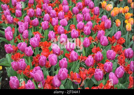 Einzelne frühe Tulpen (Tulipa) Purple Prince blühen im April in einem Blumenbeet zusammen mit roten Papageientulpen in einem Garten Stockfoto