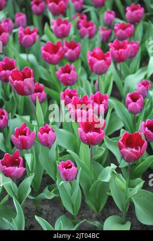 Triumph Tulpen (Tulipa) Purple Stone blühen im April in einem Garten Stockfoto