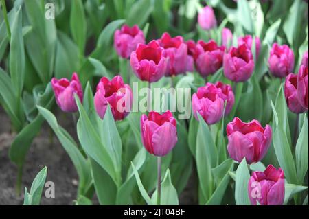 Triumph Tulpen (Tulipa) Purple Stone blühen im April in einem Garten Stockfoto