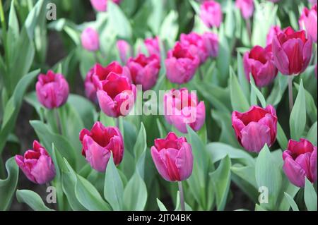 Triumph Tulpen (Tulipa) Purple Stone blühen im April in einem Garten Stockfoto