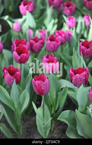 Triumph Tulpen (Tulipa) Purple Stone blühen im April in einem Garten Stockfoto