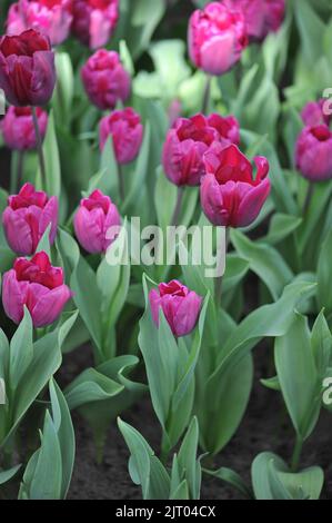 Triumph Tulpen (Tulipa) Purple Stone blühen im April in einem Garten Stockfoto