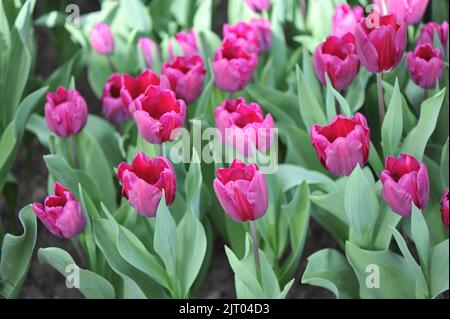 Triumph Tulpen (Tulipa) Purple Stone blühen im April in einem Garten Stockfoto