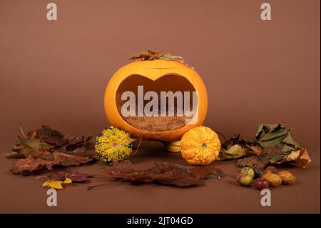 Neugeborene Fotografie Hintergrund / Hintergrund Cinderella Kürbis Kutsche Herbst halloween Stockfoto