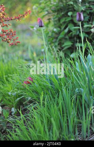 Dunkelviolette Single Late Tullips (Tulipa) Queen of Night und Melica uniflora albida blühen im April in einem Garten Stockfoto