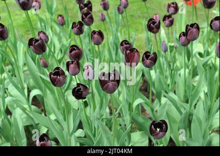 Dunkelviolette Single Late Tullips (Tulipa) Königin der Nachtschwärme im April in einem Garten Stockfoto