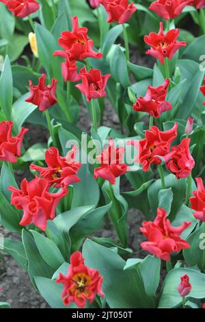 Coronet Tulpen (Tulipa) Rotes Kleid blüht im April in einem Garten Stockfoto