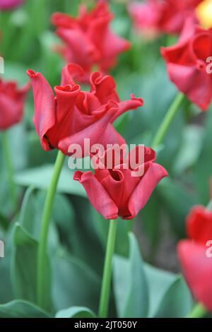 Coronet Tulpen (Tulipa) Rotes Kleid blüht im April in einem Garten Stockfoto