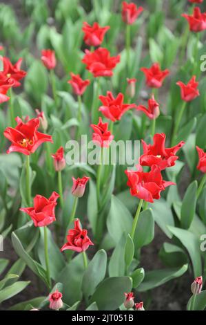 Coronet Tulpen (Tulipa) Rotes Kleid blüht im April in einem Garten Stockfoto