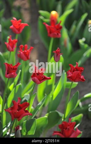 Coronet Tulpen (Tulipa) Rotes Kleid blüht im April in einem Garten Stockfoto