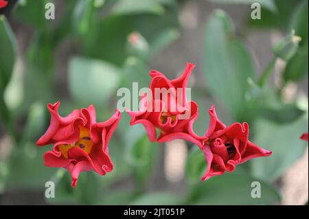 Coronet Tulpen (Tulipa) Rotes Kleid blüht im April in einem Garten Stockfoto