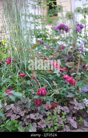 Ein Blumenrand in einem Garten mit einer lila Heuchera und einer roten Rose im Juni Stockfoto