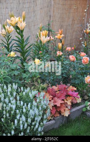 Ein Blumenrand in einem Garten mit rosa und pfirsichblättrigen Heuchera, gelben und orangefarbenen Rosen, orangefarbenen Lilien und weißen Balkanklären (Salvia nemorosa), Juni Stockfoto