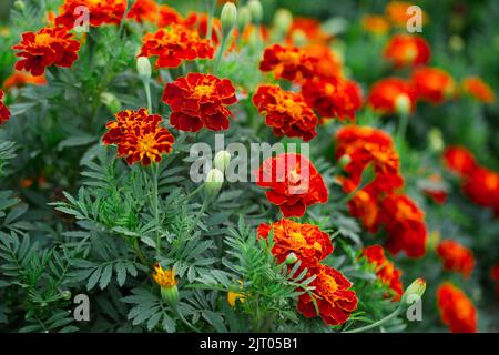 Ukrainische Nationalblumen Ringelblumen, üppig blühender Busch Stockfoto