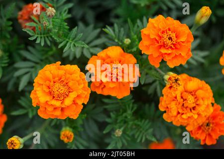 Ukrainische Nationalblumen Ringelblumen, üppig blühender Busch Stockfoto