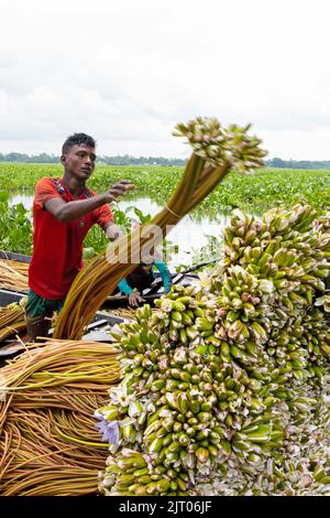 Munshiganj, Dhaka, Bangladesch. 27. August 2022. Die Bauern arrangieren Seerosen, nachdem sie sie aus den Feuchtgebieten in Munshiganj, am Stadtrand von Dhaka, Bangladesch, geerntet haben. Die Bauern schweben durch einen 5.000 Hektar großen Kanal und nutzen ihre kleinen Boote, um Seerosen zu holen und sie auf dem Markt zu verkaufen. Sie beginnen sehr früh am Morgen ab 6 Uhr im Kanal zu arbeiten und arbeiten bis zum Nachmittag. Die Wasserlilie, die Nationalblume von Bangladesch, blüht nur zu einer bestimmten Zeit während des Monsuns von Juli bis November. Jede Blume wird sorgfältig von Hand gepflückt, gesammelt im kleinen Holzboot der Bauern, ti Stockfoto