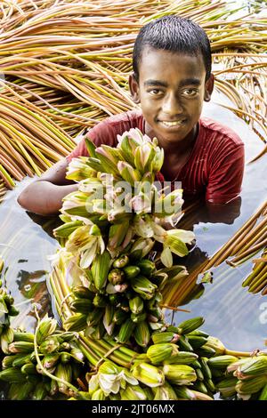 Munshiganj, Dhaka, Bangladesch. 27. August 2022. Ein Junge hält Seerosen, während er schwimmt, um sie aus den Feuchtgebieten in Munshiganj, am Stadtrand von Dhaka, Bangladesch, zu sammeln. Die Bauern schweben durch einen 5.000 Hektar großen Kanal und nutzen ihre kleinen Boote, um Seerosen zu holen und sie auf dem Markt zu verkaufen. Sie beginnen sehr früh am Morgen ab 6 Uhr im Kanal zu arbeiten und arbeiten bis zum Nachmittag. Die Wasserlilie, die Nationalblume von Bangladesch, blüht nur zu einer bestimmten Zeit während des Monsuns von Juli bis November. Jede Blume wird sorgfältig von Hand gepflückt, gesammelt im kleinen Holzboot der Bauern, Stockfoto