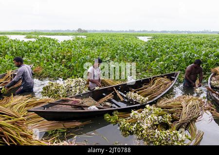 Munshiganj, Dhaka, Bangladesch. 27. August 2022. Die Bauern arrangieren Seerosen, nachdem sie sie aus den Feuchtgebieten in Munshiganj, am Stadtrand von Dhaka, Bangladesch, geerntet haben. Die Bauern schweben durch einen 5.000 Hektar großen Kanal und nutzen ihre kleinen Boote, um Seerosen zu holen und sie auf dem Markt zu verkaufen. Sie beginnen sehr früh am Morgen ab 6 Uhr im Kanal zu arbeiten und arbeiten bis zum Nachmittag. Die Wasserlilie, die Nationalblume von Bangladesch, blüht nur zu einer bestimmten Zeit während des Monsuns von Juli bis November. Jede Blume wird sorgfältig von Hand gepflückt, gesammelt im kleinen Holzboot der Bauern, ti Stockfoto