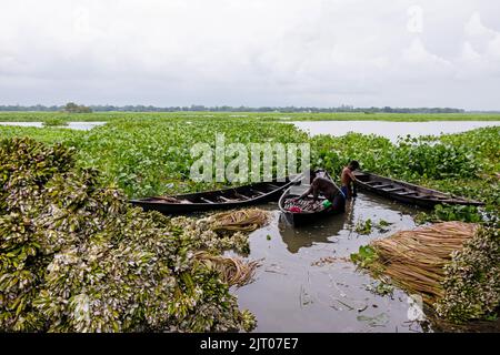 Munshiganj, Dhaka, Bangladesch. 27. August 2022. Die Bauern arrangieren Seerosen, nachdem sie sie aus den Feuchtgebieten in Munshiganj, am Stadtrand von Dhaka, Bangladesch, geerntet haben. Die Bauern schweben durch einen 5.000 Hektar großen Kanal und nutzen ihre kleinen Boote, um Seerosen zu holen und sie auf dem Markt zu verkaufen. Sie beginnen sehr früh am Morgen ab 6 Uhr im Kanal zu arbeiten und arbeiten bis zum Nachmittag. Die Wasserlilie, die Nationalblume von Bangladesch, blüht nur zu einer bestimmten Zeit während des Monsuns von Juli bis November. Jede Blume wird sorgfältig von Hand gepflückt, gesammelt im kleinen Holzboot der Bauern, ti Stockfoto