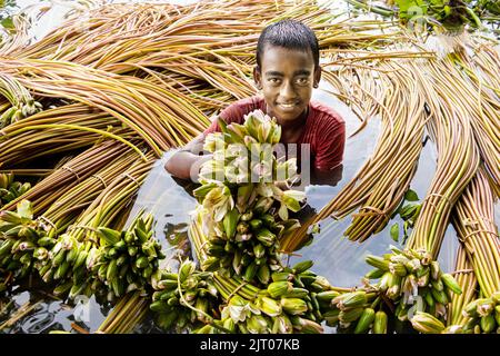 Munshiganj, Dhaka, Bangladesch. 27. August 2022. Ein Junge hält Seerosen, während er schwimmt, um sie aus den Feuchtgebieten in Munshiganj, am Stadtrand von Dhaka, Bangladesch, zu sammeln. Die Bauern schweben durch einen 5.000 Hektar großen Kanal und nutzen ihre kleinen Boote, um Seerosen zu holen und sie auf dem Markt zu verkaufen. Sie beginnen sehr früh am Morgen ab 6 Uhr im Kanal zu arbeiten und arbeiten bis zum Nachmittag. Die Wasserlilie, die Nationalblume von Bangladesch, blüht nur zu einer bestimmten Zeit während des Monsuns von Juli bis November. Jede Blume wird sorgfältig von Hand gepflückt, gesammelt im kleinen Holzboot der Bauern, Stockfoto