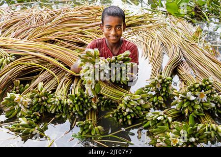 Munshiganj, Dhaka, Bangladesch. 27. August 2022. Ein Junge hält Seerosen, während er schwimmt, um sie aus den Feuchtgebieten in Munshiganj, am Stadtrand von Dhaka, Bangladesch, zu sammeln. Die Bauern schweben durch einen 5.000 Hektar großen Kanal und nutzen ihre kleinen Boote, um Seerosen zu holen und sie auf dem Markt zu verkaufen. Sie beginnen sehr früh am Morgen ab 6 Uhr im Kanal zu arbeiten und arbeiten bis zum Nachmittag. Die Wasserlilie, die Nationalblume von Bangladesch, blüht nur zu einer bestimmten Zeit während des Monsuns von Juli bis November. Jede Blume wird sorgfältig von Hand gepflückt, gesammelt im kleinen Holzboot der Bauern, Stockfoto