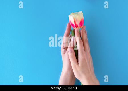 Flaches Lay mit jungen weiblichen Händen halten Tulpenblume auf blauem Hintergrund. Konzept der Pflege, Ruhe und Schutz. Weicher Fokus. Copy Space Stockfoto