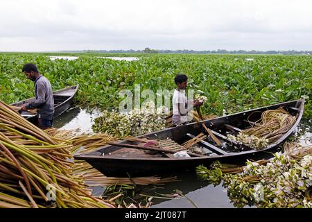 Munshiganj, Dhaka, Bangladesch. 27. August 2022. Die Bauern arrangieren Seerosen, nachdem sie sie aus den Feuchtgebieten in Munshiganj, am Stadtrand von Dhaka, Bangladesch, geerntet haben. Die Bauern schweben durch einen 5.000 Hektar großen Kanal und nutzen ihre kleinen Boote, um Seerosen zu holen und sie auf dem Markt zu verkaufen. Sie beginnen sehr früh am Morgen ab 6 Uhr im Kanal zu arbeiten und arbeiten bis zum Nachmittag. Die Wasserlilie, die Nationalblume von Bangladesch, blüht nur zu einer bestimmten Zeit während des Monsuns von Juli bis November. Jede Blume wird sorgfältig von Hand gepflückt, gesammelt im kleinen Holzboot der Bauern, ti Stockfoto