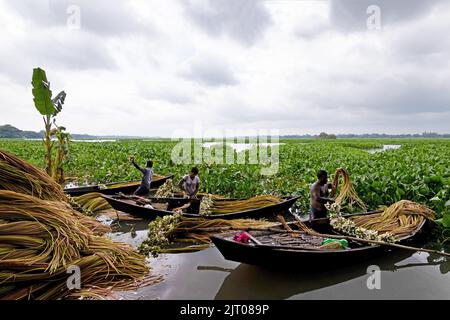 Munshiganj, Dhaka, Bangladesch. 27. August 2022. Die Bauern arrangieren Seerosen, nachdem sie sie aus den Feuchtgebieten in Munshiganj, am Stadtrand von Dhaka, Bangladesch, geerntet haben. Die Bauern schweben durch einen 5.000 Hektar großen Kanal und nutzen ihre kleinen Boote, um Seerosen zu holen und sie auf dem Markt zu verkaufen. Sie beginnen sehr früh am Morgen ab 6 Uhr im Kanal zu arbeiten und arbeiten bis zum Nachmittag. Die Wasserlilie, die Nationalblume von Bangladesch, blüht nur zu einer bestimmten Zeit während des Monsuns von Juli bis November. Jede Blume wird sorgfältig von Hand gepflückt, gesammelt im kleinen Holzboot der Bauern, ti Stockfoto