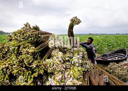 Munshiganj, Dhaka, Bangladesch. 27. August 2022. Die Bauern arrangieren Seerosen, nachdem sie sie aus den Feuchtgebieten in Munshiganj, am Stadtrand von Dhaka, Bangladesch, geerntet haben. Die Bauern schweben durch einen 5.000 Hektar großen Kanal und nutzen ihre kleinen Boote, um Seerosen zu holen und sie auf dem Markt zu verkaufen. Sie beginnen sehr früh am Morgen ab 6 Uhr im Kanal zu arbeiten und arbeiten bis zum Nachmittag. Die Wasserlilie, die Nationalblume von Bangladesch, blüht nur zu einer bestimmten Zeit während des Monsuns von Juli bis November. Jede Blume wird sorgfältig von Hand gepflückt, gesammelt im kleinen Holzboot der Bauern, ti Stockfoto