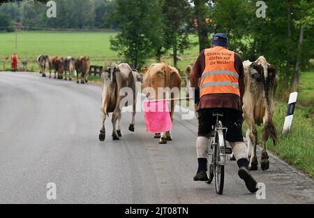 Murmaus, Deutschland. 27. August 2022. Ein Landwirt treibt seine Kühe über die Straße auf die Weide, trägt eine gut sichtbare Weste mit den Worten: „Unsere Kühe dürfen auf die Weide gehen“. Quelle: Angelika Warmuth/dpa/Alamy Live News Stockfoto