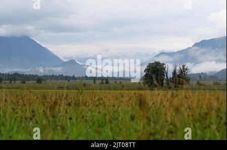 Murmaus, Deutschland. 27. August 2022. Nebelschwaden ziehen entlang der Berggipfel über die im Spätsommer farbigen Wiesen im Murnauer Moos. Quelle: Angelika Warmuth/dpa/Alamy Live News Stockfoto