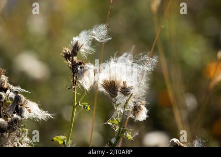 Der Spear Thistle produziert, wie die meisten in der Familie, einen Samenkopf, der viele Daunen-ähnliche Filamente hat, die wie Fallschirme wirken. Dies hilft dem Samen zu verbreiten Stockfoto