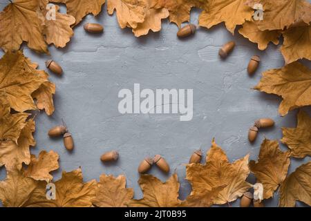 Herbstkomposition. Rahmen aus marmorblättern und Eicheln aus Eiche auf grauem Holzhintergrund Stockfoto