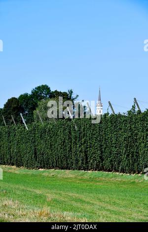 Kirche, Kirchturm, Hopfen, Hopfen reif für die Ernte, Übersicht Hopfengarten, Hopfenfeld, Hopfenreben, Landschaft, Übersicht, Holledau, Hallertau, Oberbayern, Stockfoto