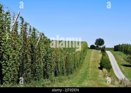 Hopfen, Hopfen, Bier, reif für die Ernte, Übersicht, Hopfengarten, Feld, Mais, Landschaft, Übersicht, Panorama, Mainburg, Holledau, Hallertau, Oberbayern, Stockfoto