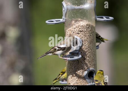 Weiblicher Buchfink Fringilla coelebs, der Samen auf dem Vogelfutterhäuschen West Wales UK frisst Stockfoto