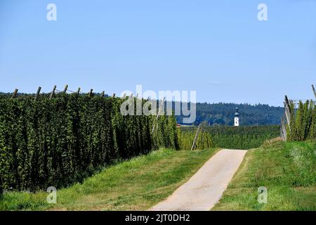 Kirche, Kirchturm, Hopfen, Hopfen reif für die Ernte, Übersicht Hopfengarten, Hopfenfeld, Hopfenreben, Landschaft, Übersicht, Holledau, Hallertau, Oberbayern, Stockfoto